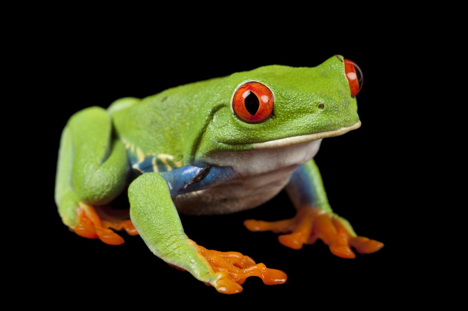 09 - Red eyed tree frog_cr Joel Sartore-National Geographic Photo Ark_1469131.jpg