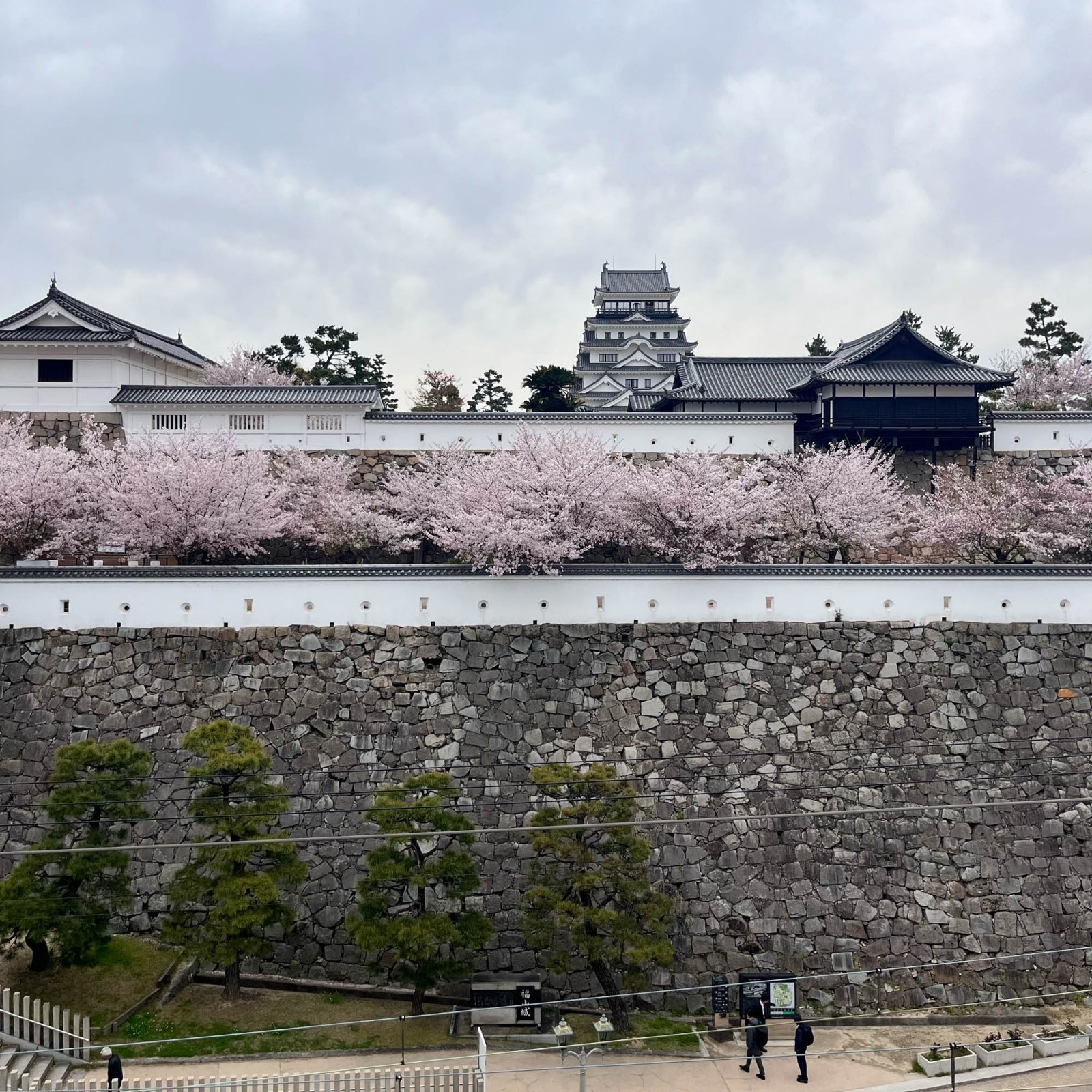満開の桜が彩る福山城