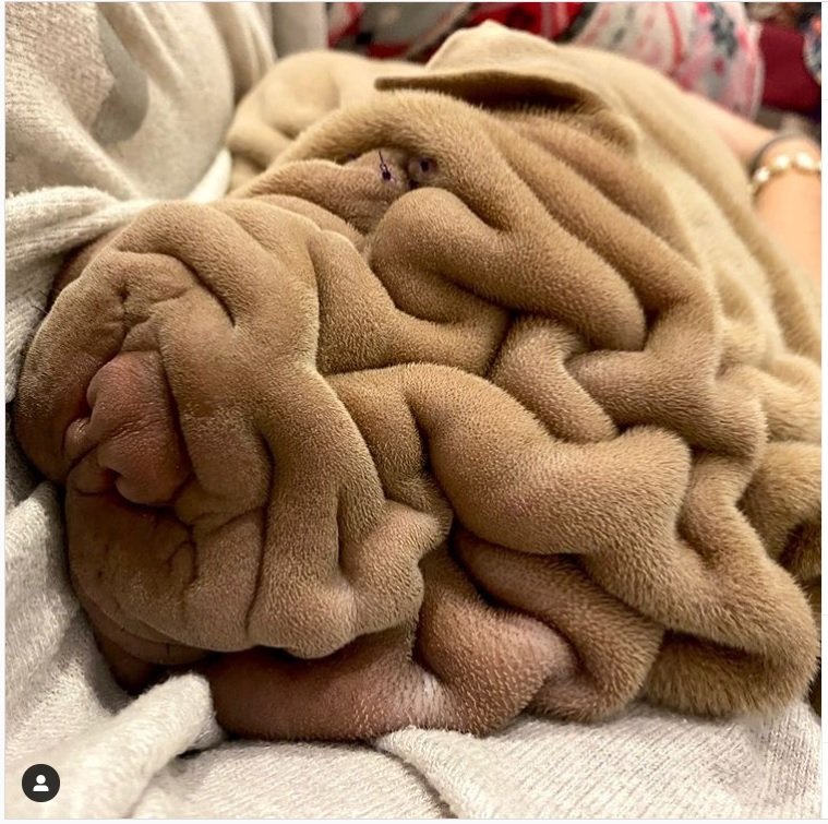 上質そうな毛布 と思ったら犬 話題の 毛布犬 奇跡の成長物語 動画あり Pen Online