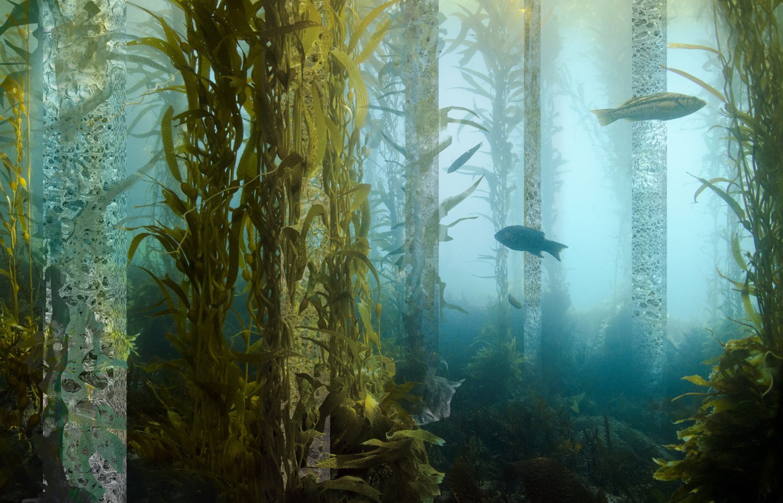 4_OSOR_Marine Forest_portrait.jpg