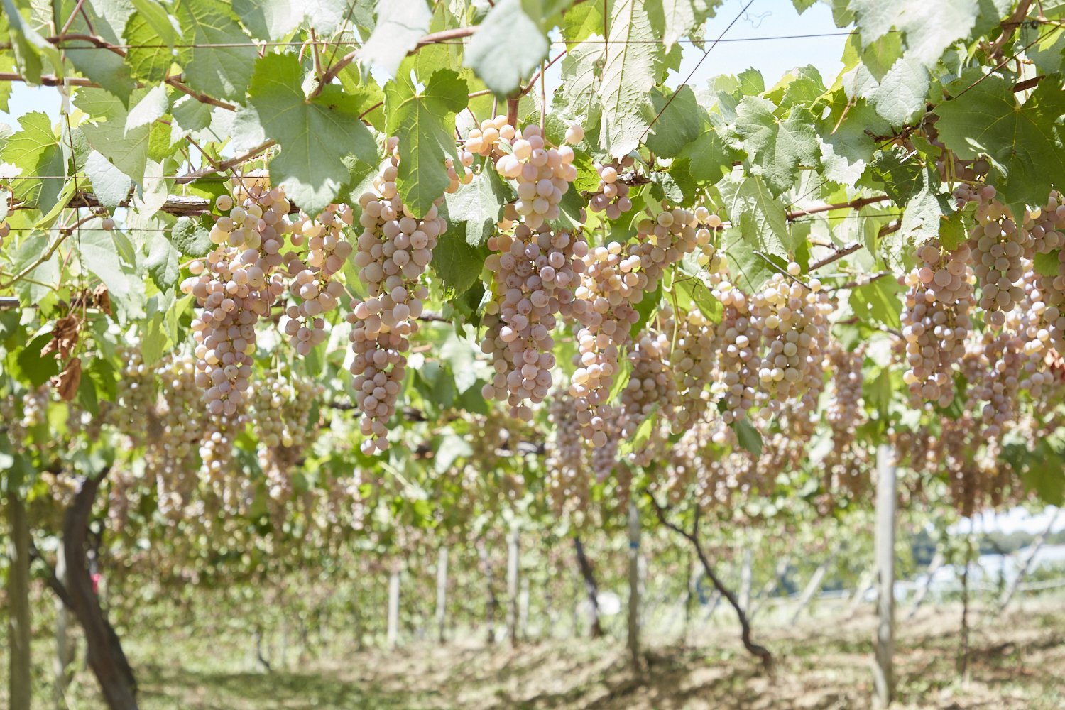 ぶどう.jpg