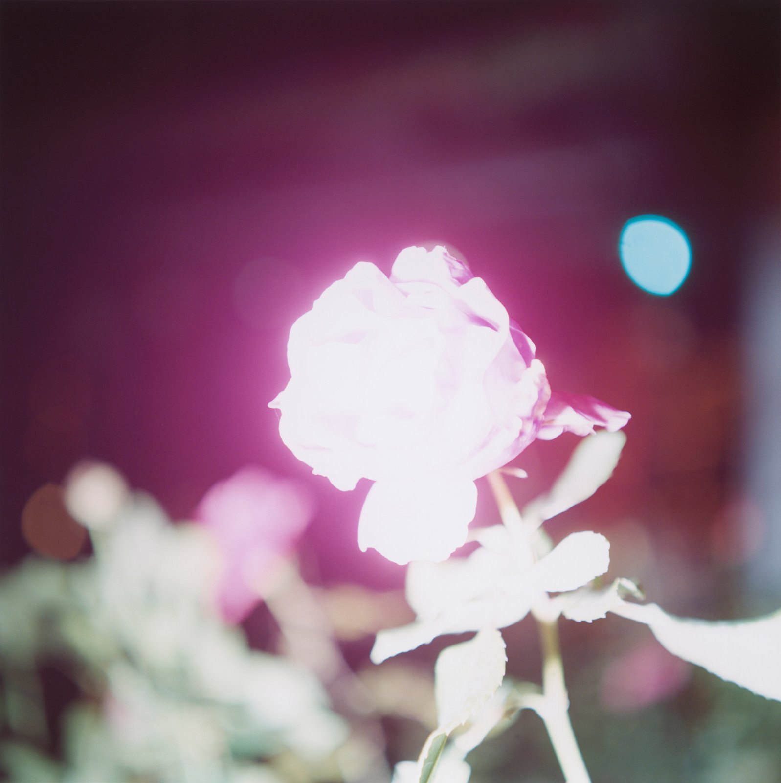 川内倫子『無題』（シリーズ「Illuminance」より）　2009年