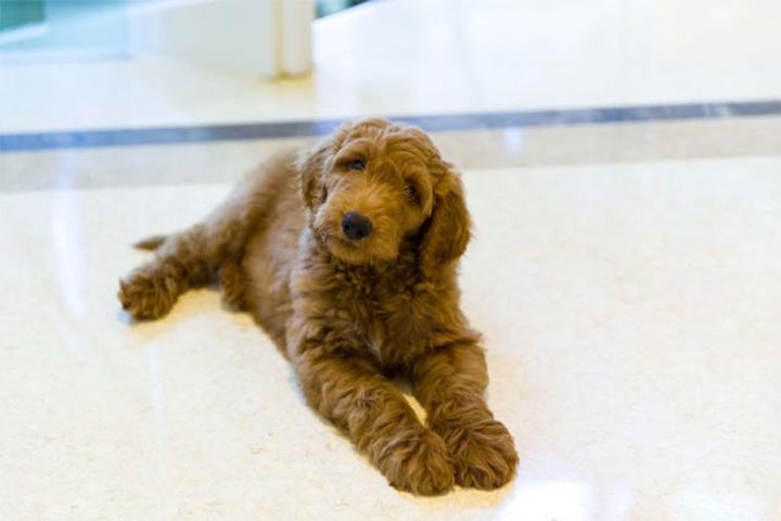 トランプに拒絶された仔犬 パットン Pen Online トランプに拒絶された仔犬 パットン Pen Online
